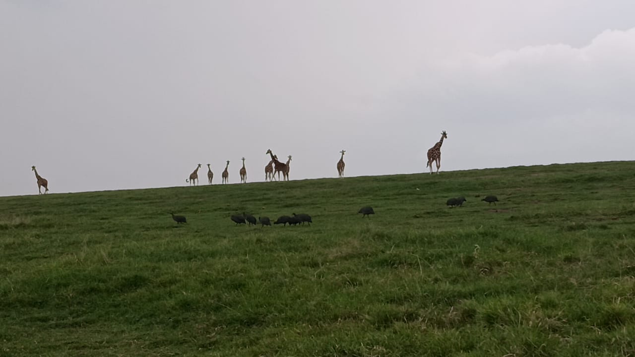 Safari image 4
